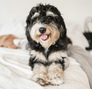 The Ultimate Guide to Bernedoodle Puppies: Everything You Need to Know