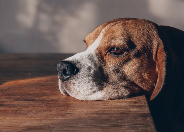 Know What to Look For: 7 Signs that Your Furry Pet Is Unwell