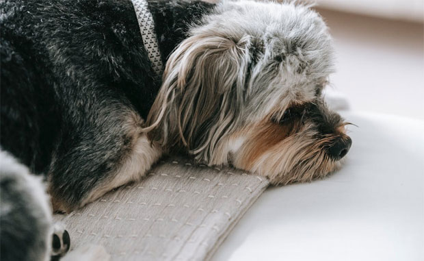 Know What to Look For: 7 Signs that Your Furry Pet Is Unwell
