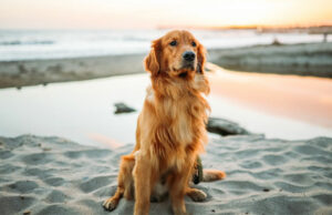 4 Tips for Easing Your Pup’s Itchy Skin