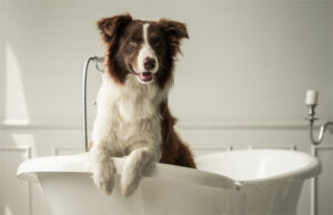 4 Tips for Easing Your Pup’s Itchy Skin
