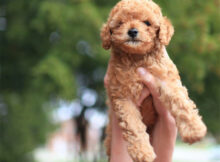 Introducing a New Puppy to the Home? Here's Where to Start