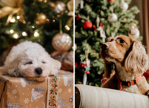 Santa's Little Helper: Choosing the Perfect Christmas Gift for Your Dog