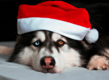 Santa's Little Helper: Choosing the Perfect Christmas Gift for Your Dog
