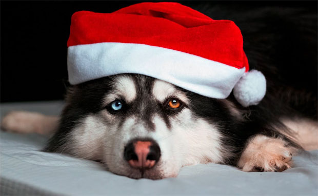 Santa's Little Helper: Choosing the Perfect Christmas Gift for Your Dog