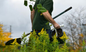 Top Reasons to Hire a Grounds Maintenance Team