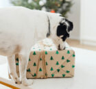 Christmas Gift Ideas for Dogs - Festive Treats for Dogs