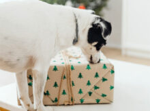 Christmas Gift Ideas for Dogs - Festive Treats for Dogs