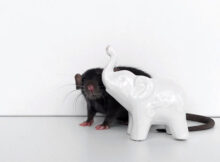 Debunking Rat Pest Control Myths: Separating Fact from Fiction