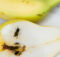 What to do Immediately After a Wasp Sting