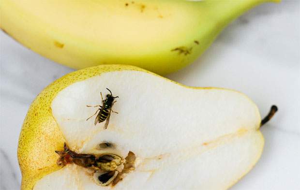 What to do Immediately After a Wasp Sting