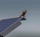 Protecting Solar Panels from Birds: Simple and Cost-Effective Methods