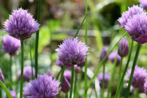 Low-Maintenance Flowers To Make Your Garden Beautifully Colourful