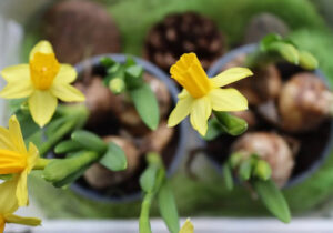 Low-Maintenance Flowers To Make Your Garden Beautifully Colourful