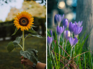 Low-Maintenance Flowers To Make Your Garden Beautifully Colourful