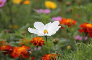 Low-Maintenance Flowers To Make Your Garden Beautifully Colourful